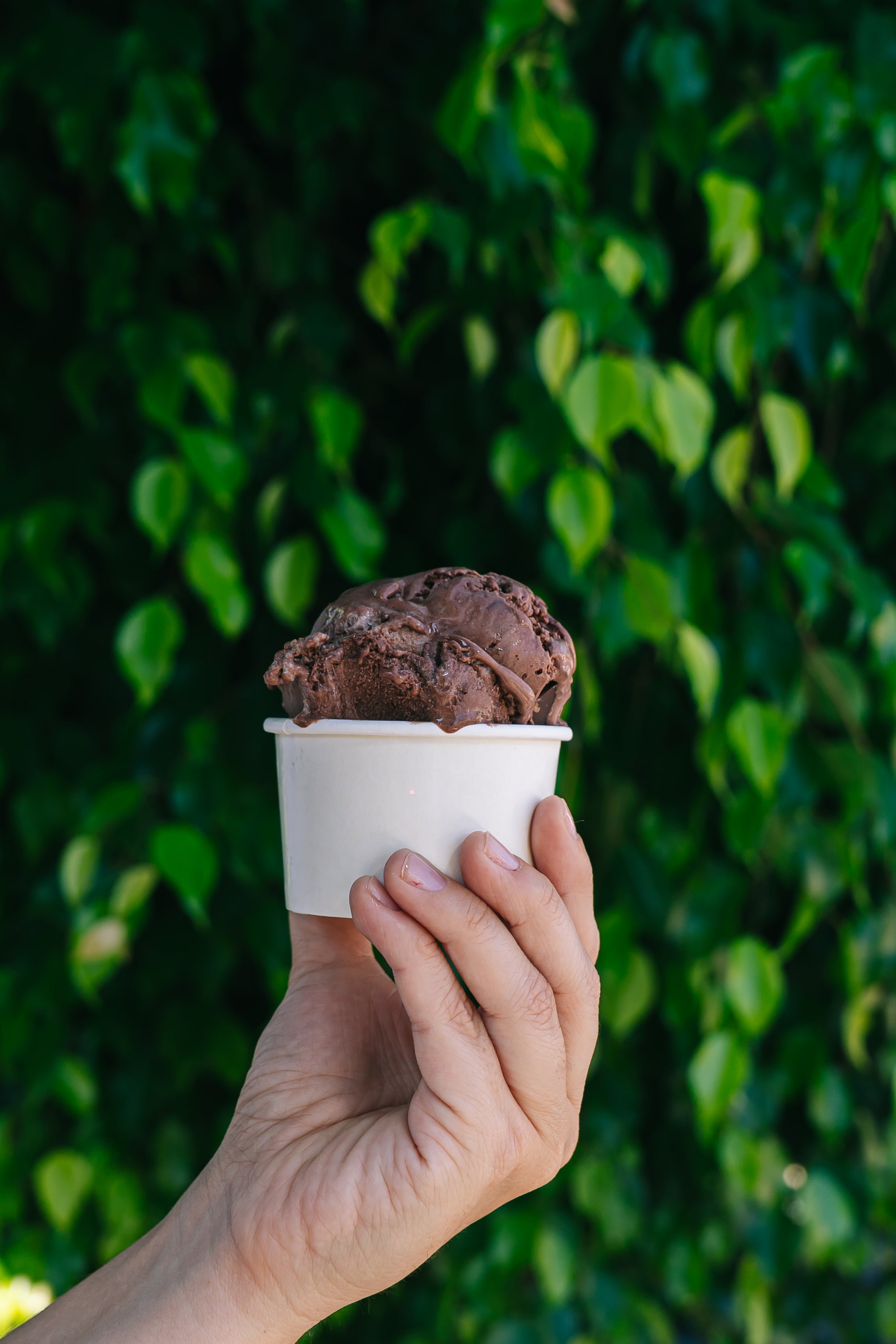 Gelato  Cacao Zero